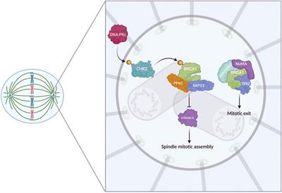 Mitotic and DNA Damage Response Proteins: Maintaining the Genome Stability and Working for the Common Good
